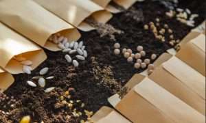 10. Seed Saving Native Plants reduced