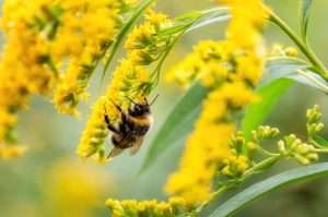 6. Pollinator Gardens Reduced