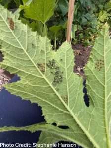 7. Garden Pest Control Stephanie Hanson credit