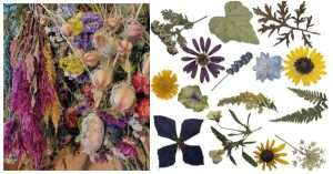 Flower Preservation 8.23.2026